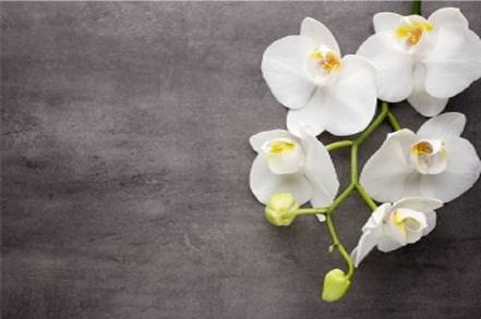 Стол Ника Беленый Фотопечать Орхидея фото